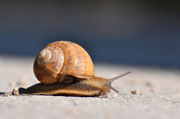 Snail crawling on the asphalt road. Burgundy snail, Helix, Roman snail, edible snail or escargot crawling