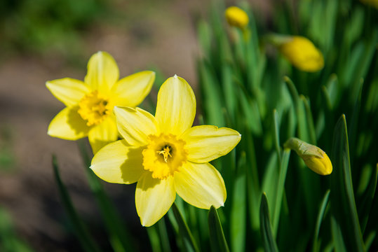 Daffodils. Yellow flowers in the garden. Gardening. Seedling plant. Agriculture concept.
