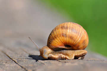 Snail crawling on old tree trunk. Burgundy snail, Helix, Roman snail, edible snail or escargot crawling