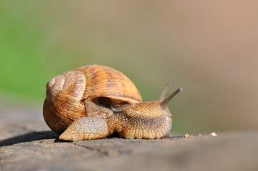 Snail crawling on old tree trunk. Burgundy snail, Helix, Roman snail, edible snail or escargot crawling