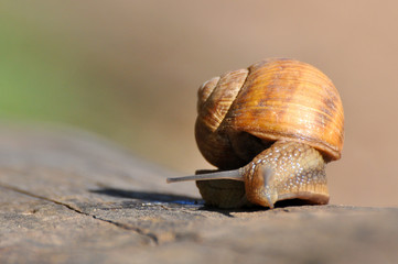 Snail crawling on old tree trunk. Burgundy snail, Helix, Roman snail, edible snail or escargot crawling