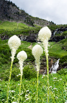 Beargrass blooming on a green meadow in Glacier National Park, USA