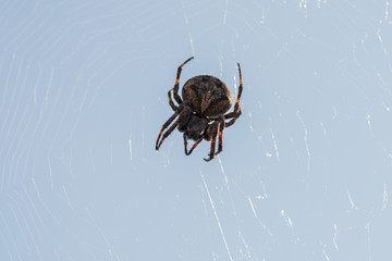 Cross spider sits on his cobweb against sky. (Araneus diadematus). Selective focus with shallow depth of field.