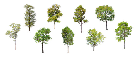 Obraz premium Pojedyncze drzewa na białym tle, kolekcja drzew.