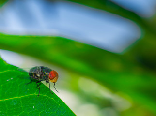 Dirty Common housefly viewed from up high, Musca domestica