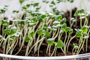Rows of potted seedlings and young plants