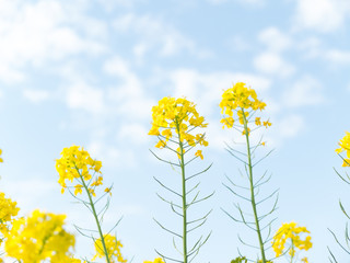 菜の花と空