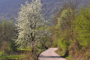 Single tree in full bloom in spring on a meadow under mountain. Rural scene, lonely tree blooming  