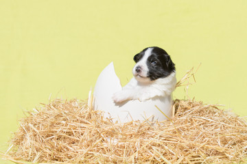 Border Collie Welpe sitzt in einem Ei auf Stro