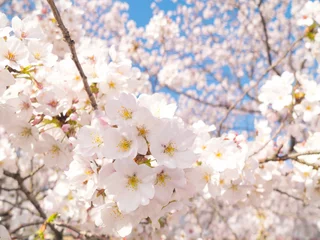 Foto op Plexiglas Kersenbloesem 桜の花