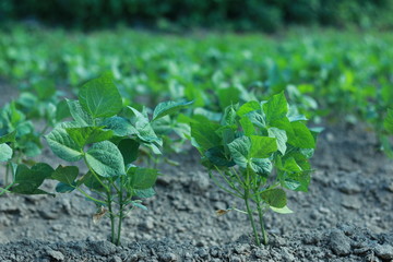 野菜畑