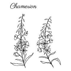Willow herb, Chamerion angustifolium, fireweed, rosebay hand drawn ink sketch botanical illustration, vector graphic flower collection, design bouquet for packaging tea, greeting card