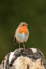 The European robin (Erithacus rubecula) sitting on the dry trunk