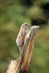 The Eurasian wryneck (Jynx torquilla) sitting on the dry trunk