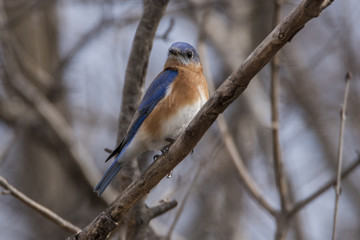 blue bird on a stick