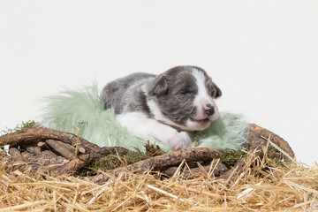 Border Collie Welpe liegt in einem Nest aus Stroh
