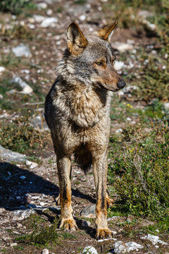 Lobo Ibérico hembra. Canis lupus signatus.