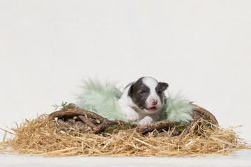 Border Collie Welpe liegt in einem Nest aus Stroh