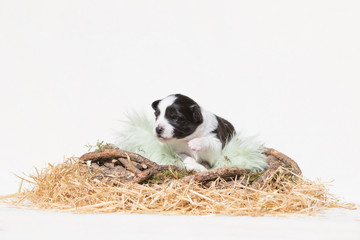 Border Collie Welpe liegt in einem Nest aus Stroh