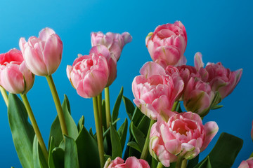 close-up pink tulips isolated on blue