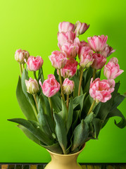 close-up pink tulips isolated on green