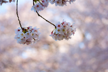 桜の花