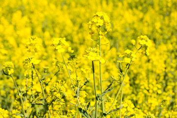 Obraz premium 菜の花畑