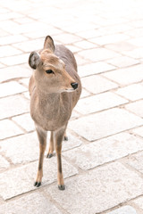 Brown young deer is standing