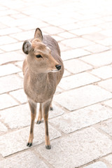 Brown young deer is standing © Punyaphat