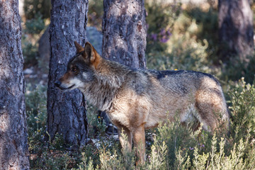 Naklejka na ściany i meble Canis lupus signatus. Lobo Ibérico macho.