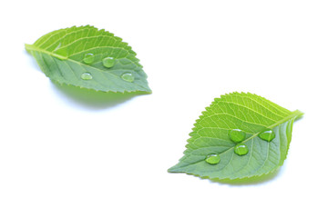 Fototapeta na wymiar fresh green leaf and rain drop