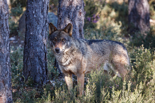 Canis lupus signatus. Lobo Ibérico macho.