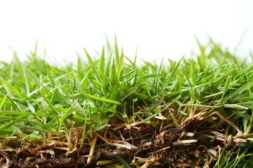Grass detail background concept.