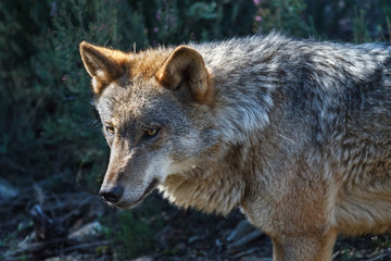 Canis lupus signatus. Lobo Ibérico.
