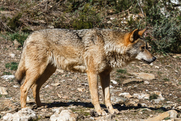 Naklejka na ściany i meble Lobo Ibérico. Canis lupus signatus.