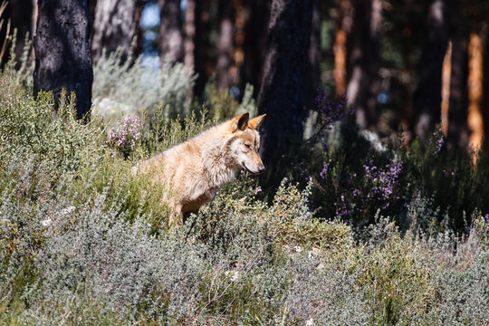 Joven macho de Lobo Ibérico, sentado y observando. Canis lupus signatus.
