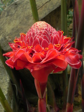 Flor antorcha 