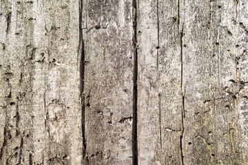 old wood texture