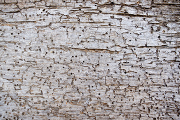 old wood texture