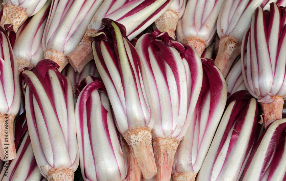 Wall mural background of red radicchio havested in the po valley in italy