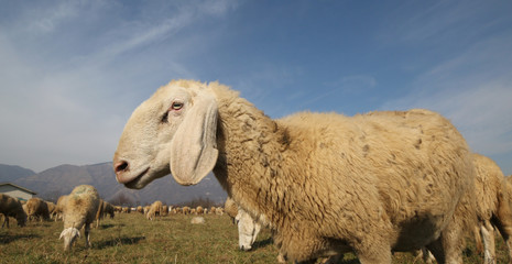 Fototapeta premium white sheep of a large flock grazing in winter
