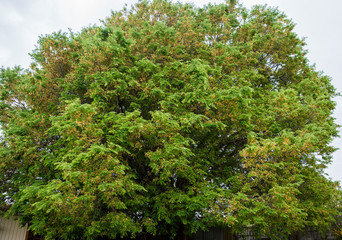 Large tamarind tree, Tamarindus indica, about 10 metres or 30 feet high in flower