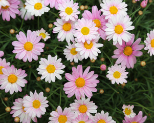 Background of white and pink daisies  in spring