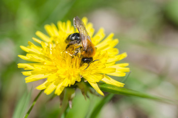 Fleißiges Bienchen