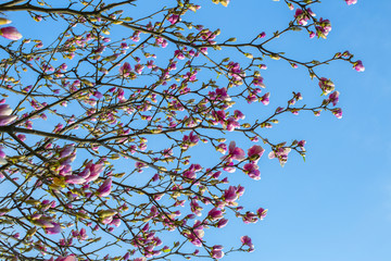 Magnolia. Magnolia FLOWERING beautiful flowers