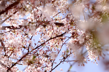 Cherry blossoms