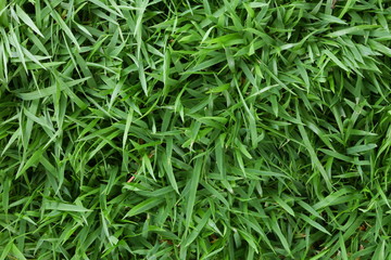 Grass floor surface texture background.