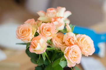 Zauberhafte rosa Rosen Nahaufnahme