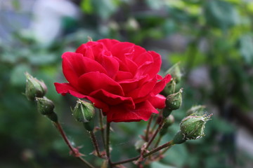Red Rose