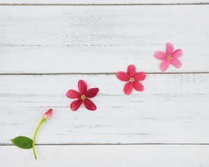 Blooming and budding flowers on white wood background